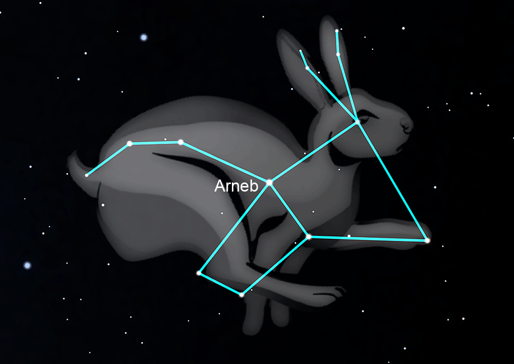Lepus