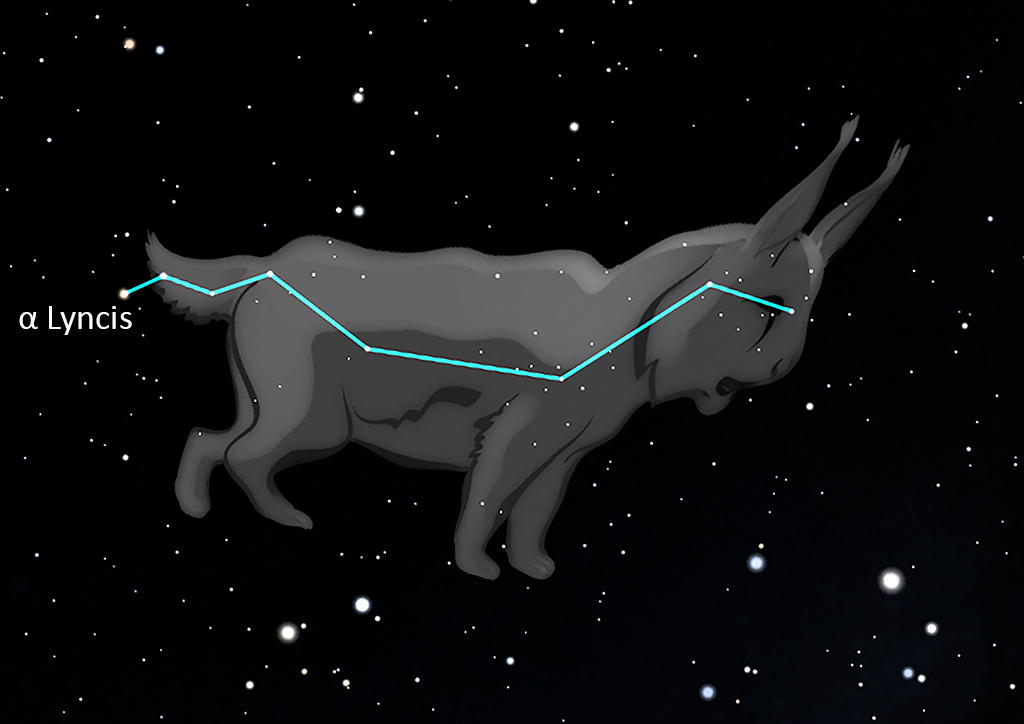 Lynx
