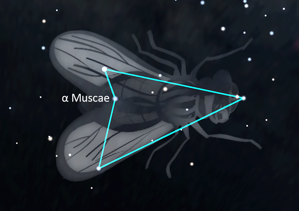 Musca
