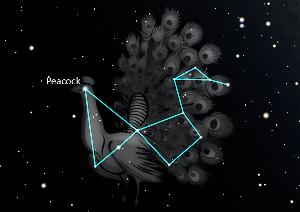 Pavo